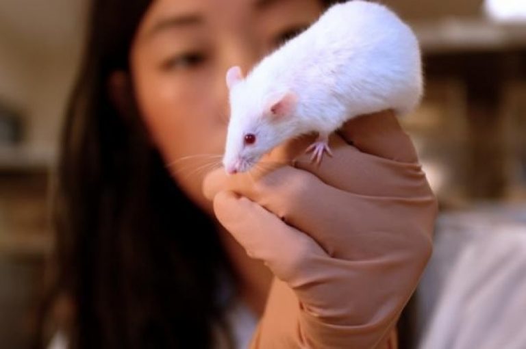 Experimenty na myších přinesly překvapivé výsledky.