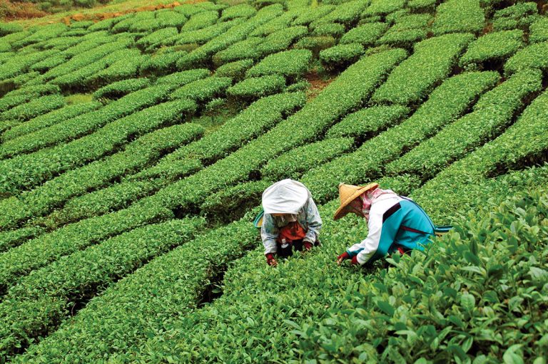 Čínská čajová plantáž.