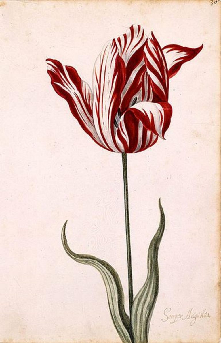 Květy odrůdy Semper Augustus považují Holanďané za vůbec nejkrásnější.