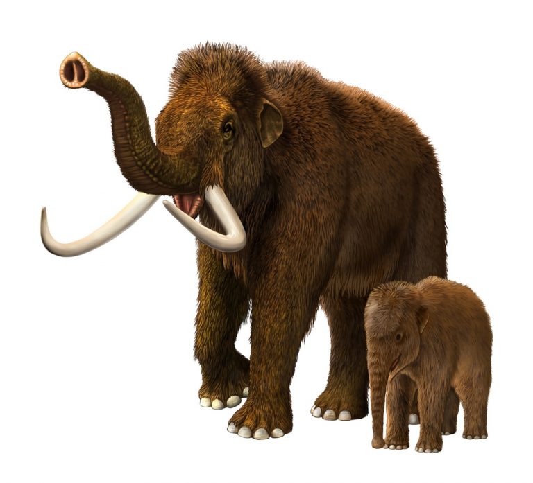 Je to už zhruba 4,8 milionu let, co se mamuti odštěpí od asijských slonů. To je pro změnu asi 2,5 milionu let poté, co se společně odstřihnou od afrických slonů.