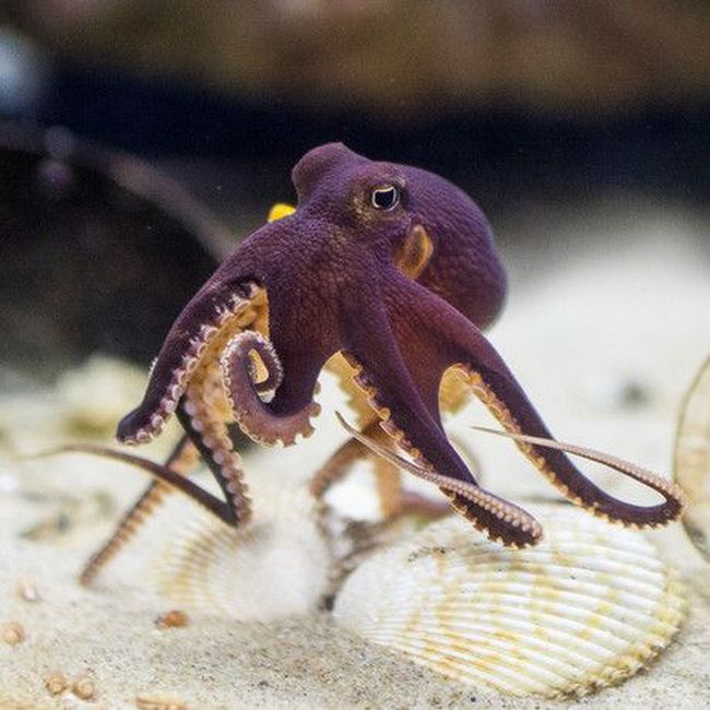 Tělo chobotnice netvoří žádná kostra. Je tak jakousi hadí ženou podmořského světa.