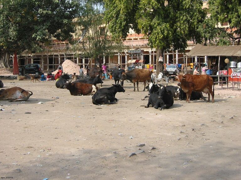 Uctívané krávy si dělají pohodlí na ulici ve městě Jaipur, hlavním městě indického státu Rádžasthán. FOTO: Kelisi/Creative Commons/CC BY-SA 4.0