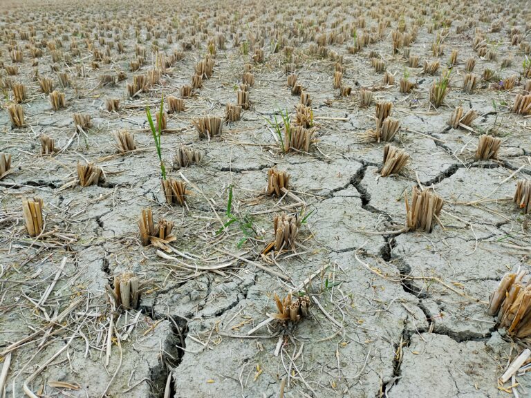 Častější sucha produkci chmele nikterak nenahrávají. FOTO: Unsplash