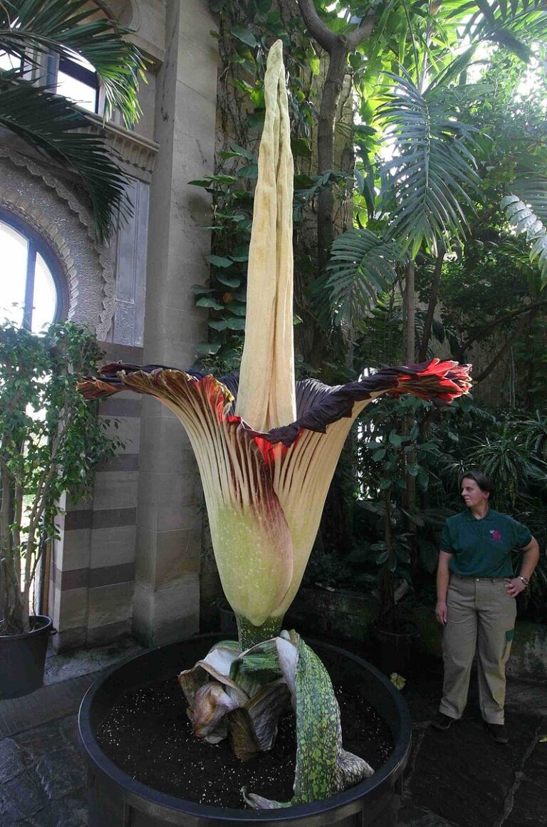 Velikost květu zmijovce je skutečně úctyhodná. Ne nadarmo zní jeho celý název zmijovec titánský. FOTO: Lothar Grünz/Creative Commons/Volné dílo