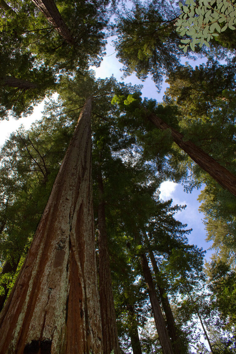 Sekvoj vždyzelená patří mezi nejvyšší stromy na světě. FOTO: Brian Gratwicke/Creative Commons/CC BY 2.0
