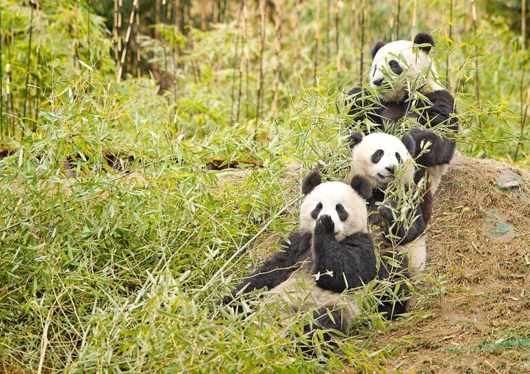 Nejpilnější jedlík bambusu? No přece panda! (Chi King / wikimedia.commons.org / CC BY 2.0)