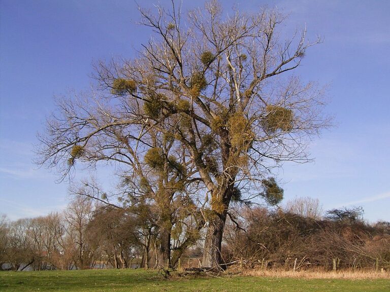 Jmelí je cizopasník a vytváří v korunách stromů už z dálky rozeznatelné koule.