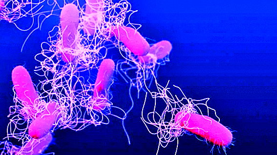 Břišní tyfus se projevuje se horečkou, únavou a bolestmi břicha a hlavy a při komplikacích může vést i k úmrtí.