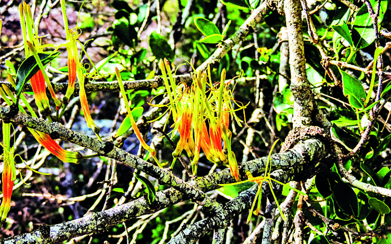 Tito cizopasníci mají strategii na to, jak přežít tam, kde by jiné rostliny zahynuly.