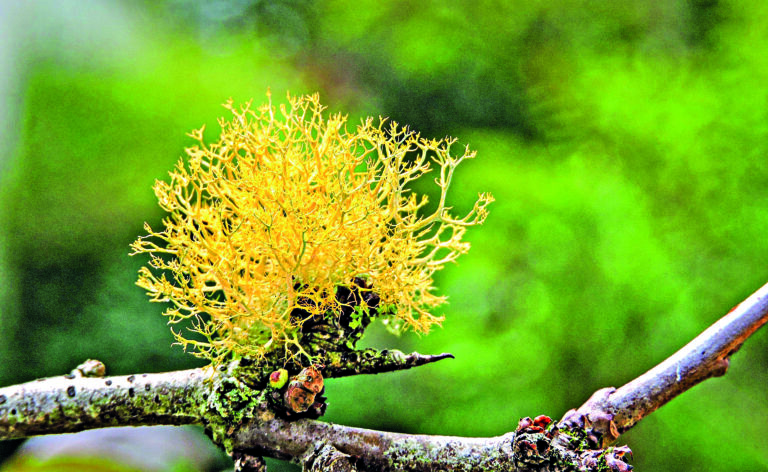 Rostliny, které nevkládají síly do fotosyntézy, šetří energii. Mohou ji pak investovat do růstu a rozmnožování.