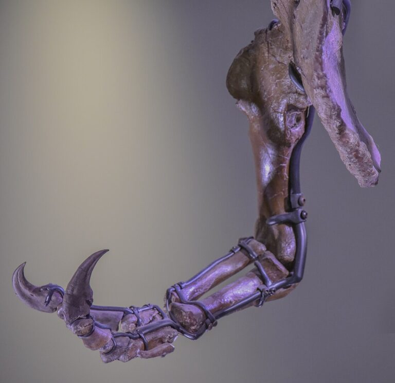 Tyranosaurus si vystačil se dvěma prsty.