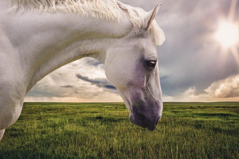 Nejstatečnější z koní.