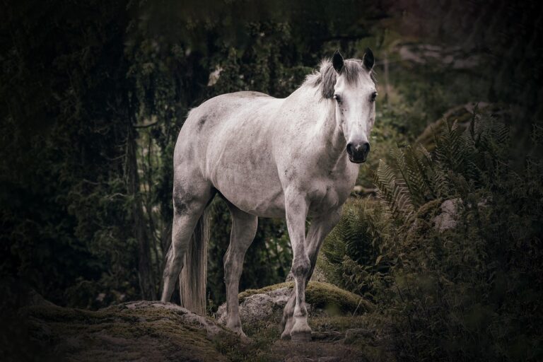 O jednorožcích se zmiňuje řada starověkých autorů, kteří jejich výskyt umisťují nejčastěji do Indie.