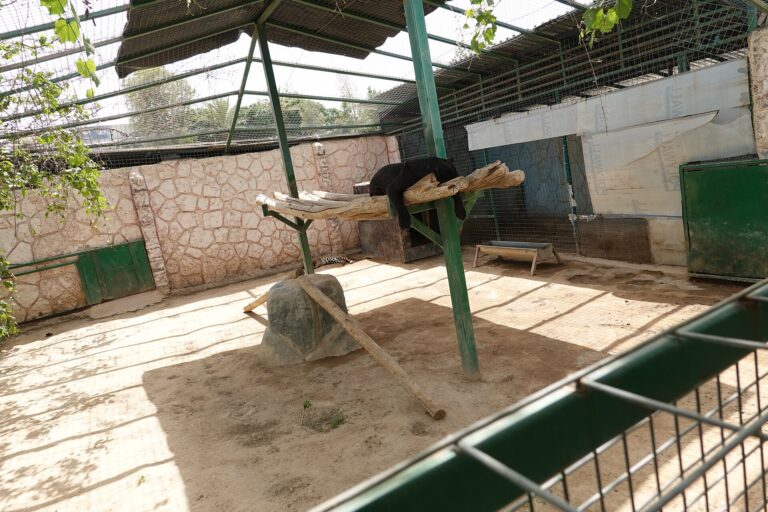 Černý panter v zoo v Erbilu v Íráku