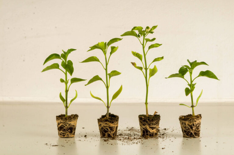 Růst rostlin popožene i rozumná dávka aspirinu. Foto: Freepik