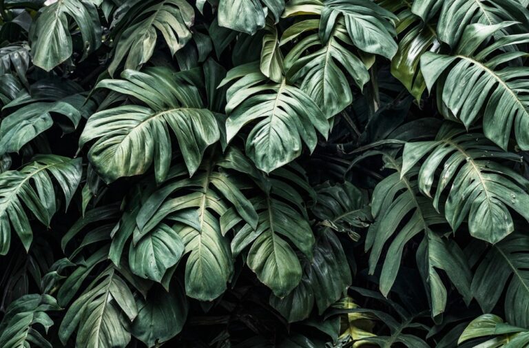 Aby byl čistící efekt znatelný, museli bychom mít doma džungli. Foto: Freepik