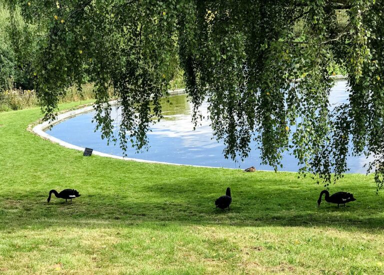 Černé labutě v Chartwellu. Foto: File:Black swans at Chartwell.jpg /Creative Commons/CC BY-SA 4.0