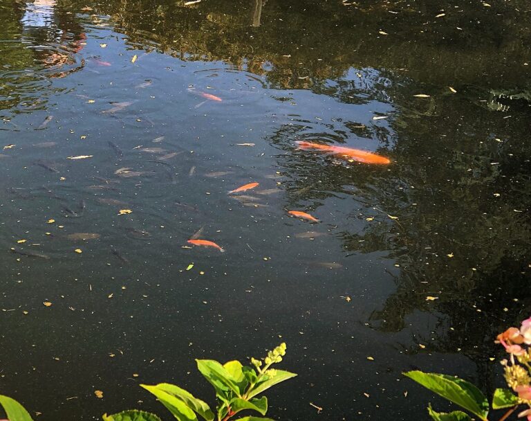 Zlaté rybky v Chartwellu. Foto: File:Goldfish at Chartwell.jpg /Creative Commons/CC BY-SA 4.0