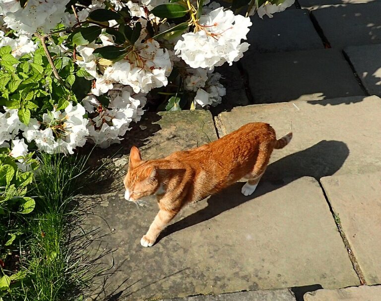 Národní památkový fond (National Trust) chová v Chartwellu zrzavou kočku s bílou náprsenkou a tlapkami na památku Churchillovy poslední kočky, Foto: File:Jock VII at Chartwell.jpg/Creative Commons/CC BY-SA 4.0