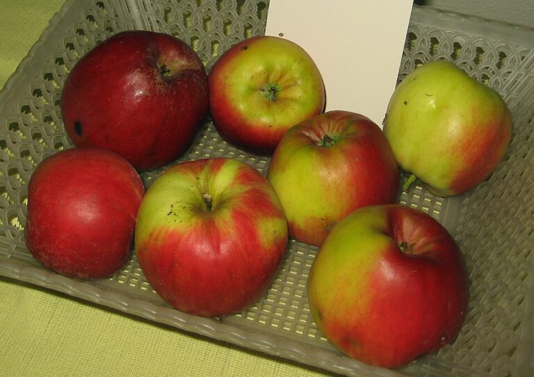 Jonathan vypadá nenápadně, o to větší je překvapení, když ho ochutnáte!