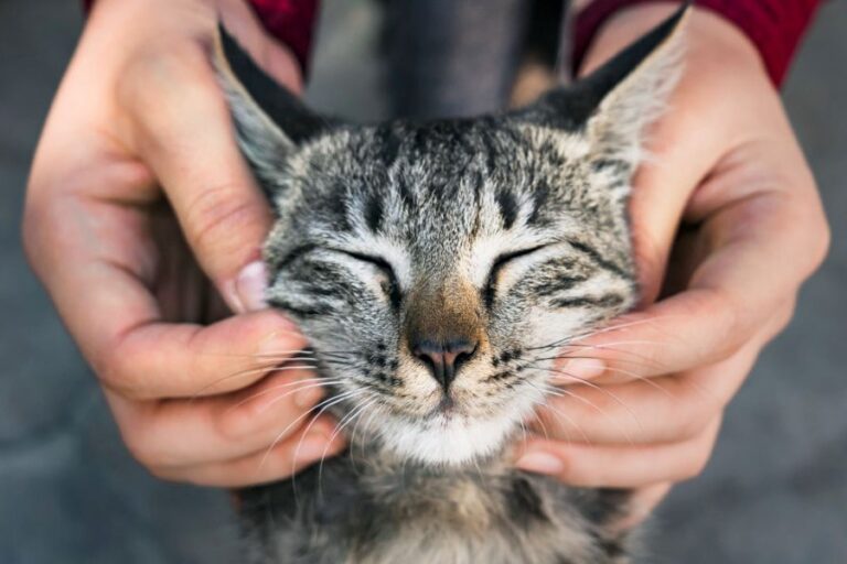 Každé kočičí gesto má svůj význam. Foto: Freepik