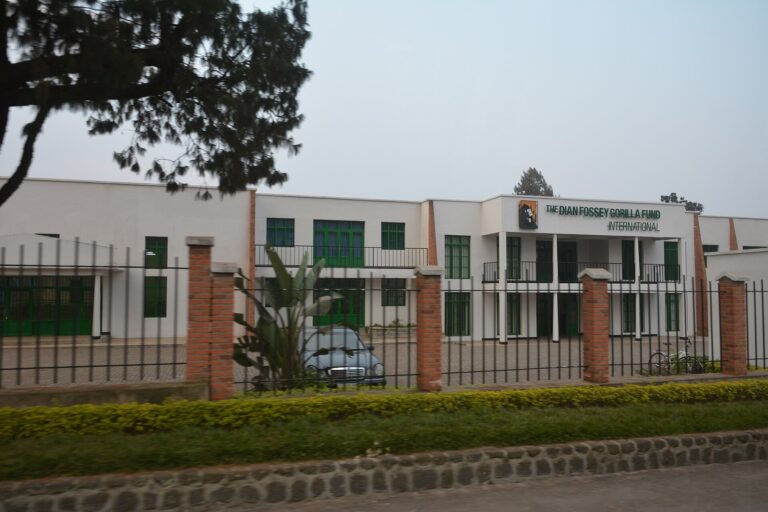 Dodnes najdeme v Africe stopy, které tam zanechala Dian Fosseyová.