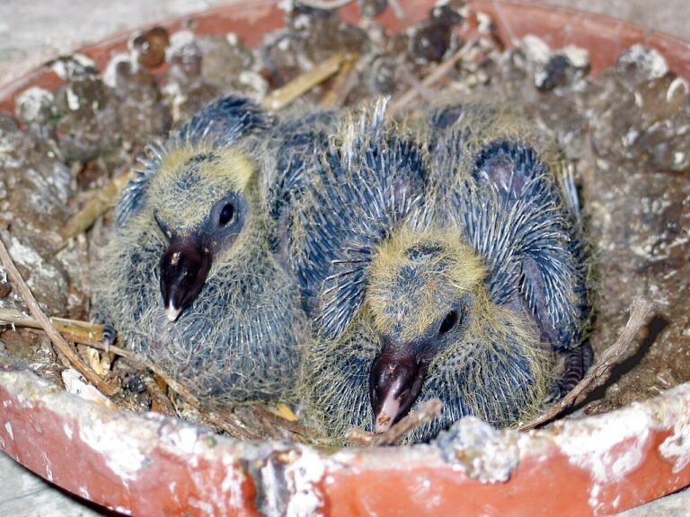 9denní závodní holubi