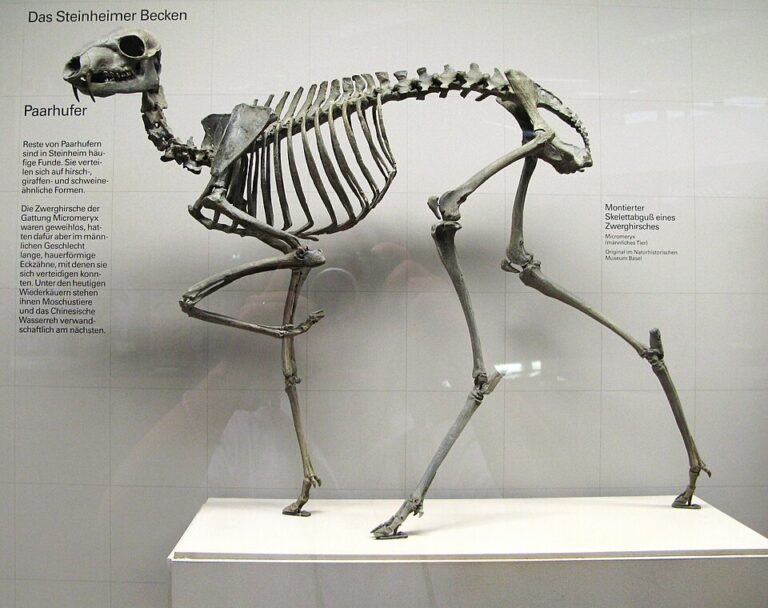 Ve skutečnosti jde o velmi plachého jedince.