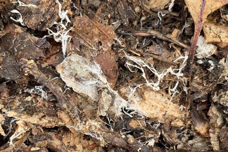 Někdy v lesní půdě můžete vidět vlákna houbového mycelia. Foto: PerytonMango/Creative Commons/CC BY-SA 4.0