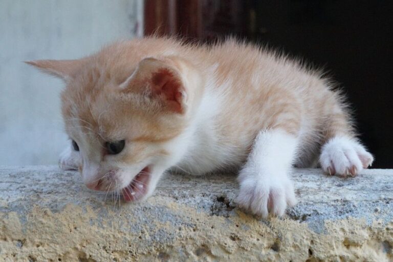 Kotě má naježenou srst, protože se bojí pádu. Také jde o projev husí kůže. Foto: SKsiddhartthan//Creative Commons/CC BY-SA 4.0