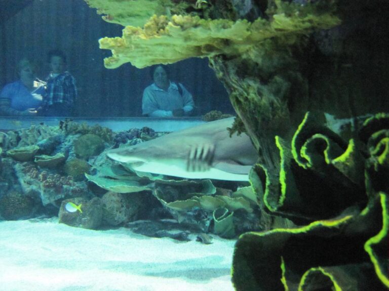K Balatonu na kapry, do Budapešti za žraloky!