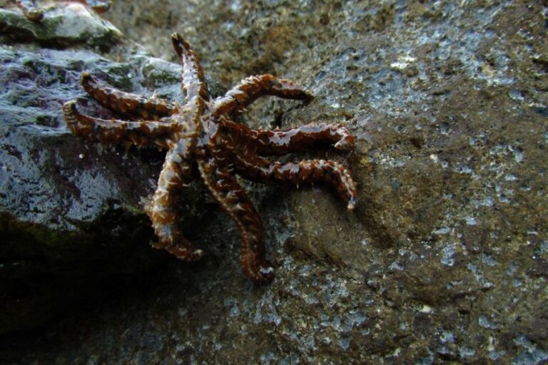 Chobotnice je překvapivé inteligentní tvor. Foto: Freepik