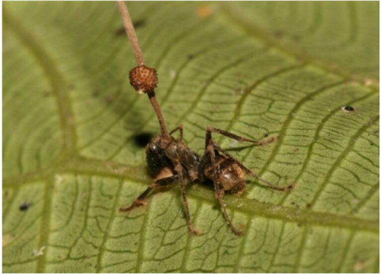 Ophiocordyceps unilateralis napadá mravence. Foto: David P. Hughes, major Britt Pontoppidan/Creative Commons/CC BY-SA 2.5