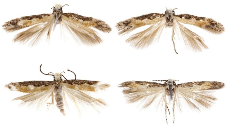 Noční motýl Neopalpa donaldtrumpi