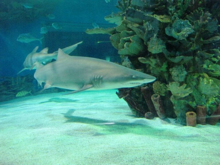 Žraloci se v Budapešti „zabydleli“ na počátku nového milénia.