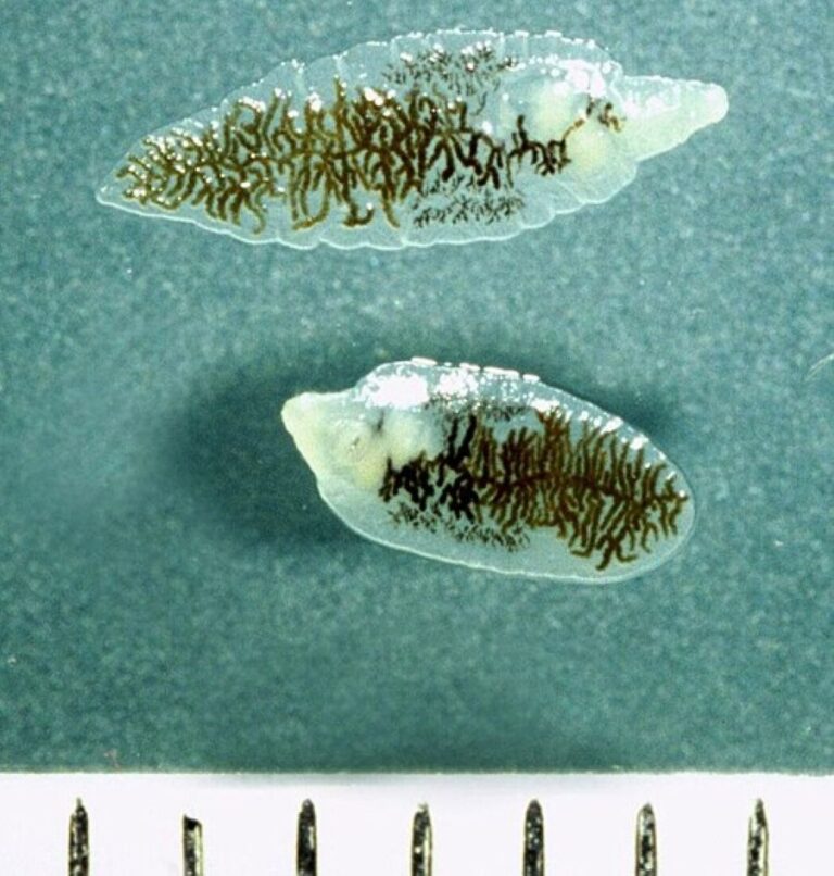 Dospělý jedinec motolice Dicrocoelium dendriticum, v milimetrovém měřítku. Foto: Alan R Walker /Creative Commons/CC BY-SA 3.0