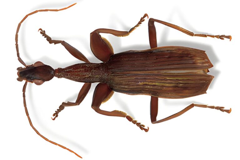 Brouk Arnolda Schwarzeneggera. Povšimněte si příznačných „bicepsů“ na jednom z párů končetin.