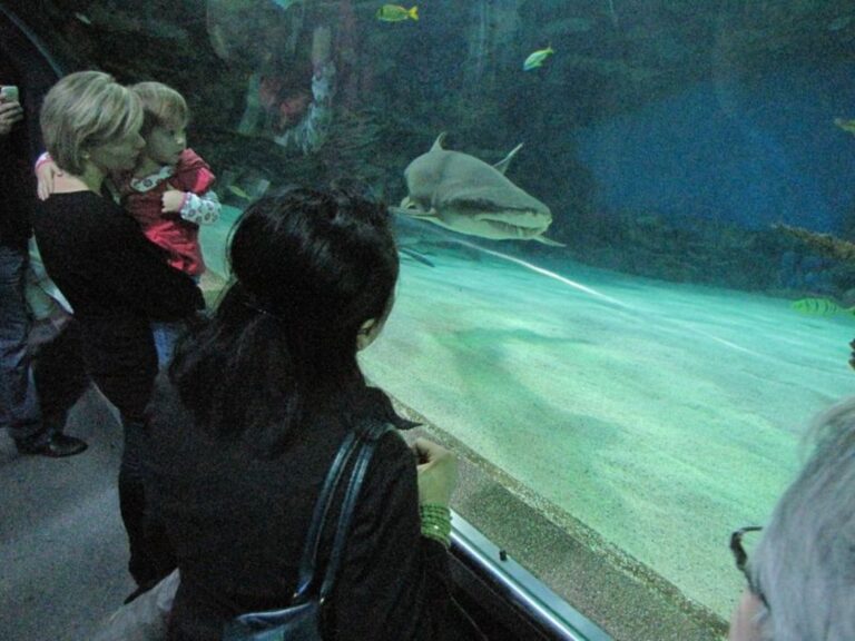 Žraloci jsou hlavními hvězdami zdejšího vodního světa.