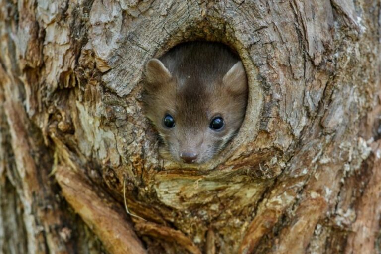 Myši bychom neměli podceňovat. Jsou to nečekaně inteligentní tvorové. Foto: Magnific