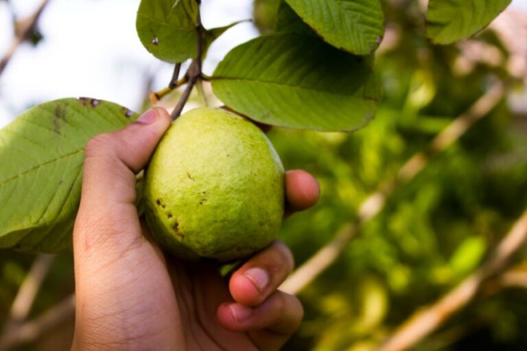 Guava se pyšní vysokým obsahem vitamínu C. Foto: Magnific