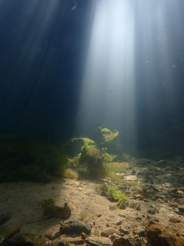Sluneční paprsky jako reflektory nasvěcují říční dno.