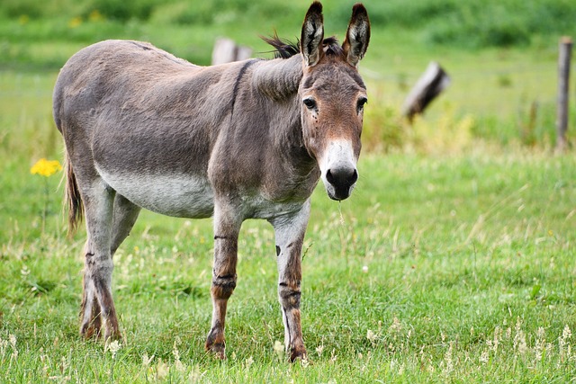 Ale třeba osel – přestože patří do stejné čeledi jako koně – vysokou složku v hlase postrádá.