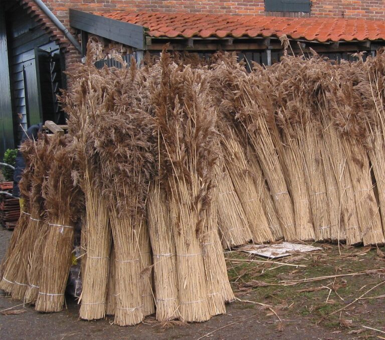 Rákos ve snopech je připravený k pokrytí střechy.