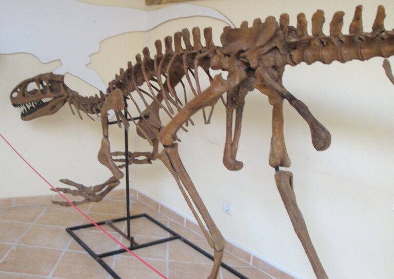 Rekonstrukce kostry Lourinhanosaura. I fosilie tohoto druhu dinosaura byly nalezeny na pláži Paimogo.