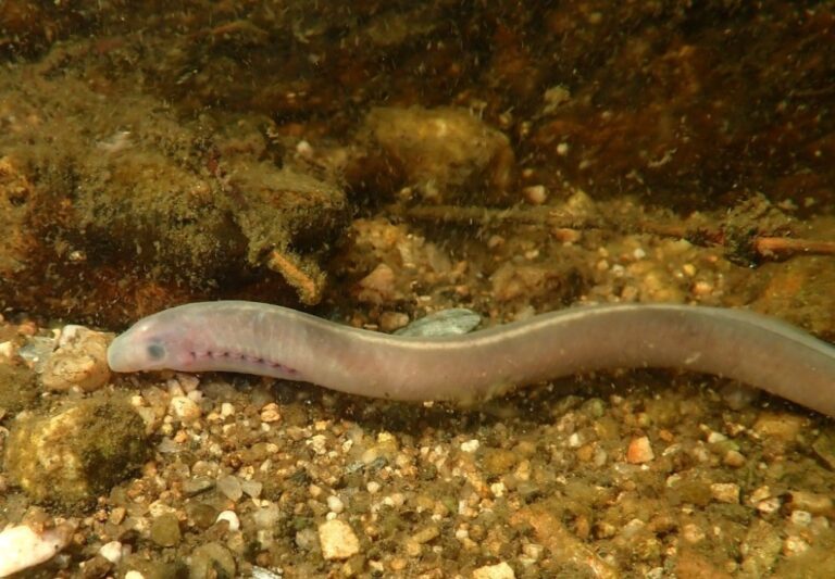 Larva mihule říční. Bohužel, tento bioindikátor čisté vody je na našem území považován za takřka vyhynulý.