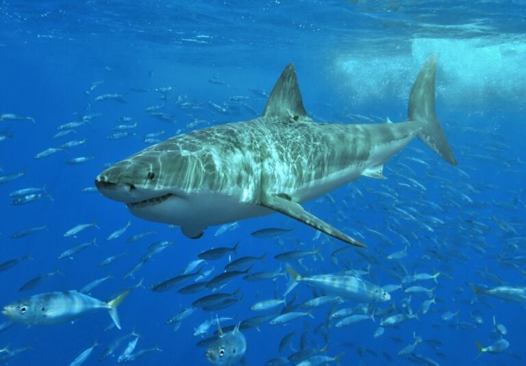Historické útoky u Korfu měl mít na svědomí velký bílý žralok (Carcharodon carcharias).