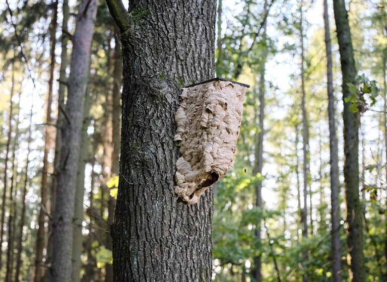 Takové hnízdečko bylo k vidění na Náchodsku.