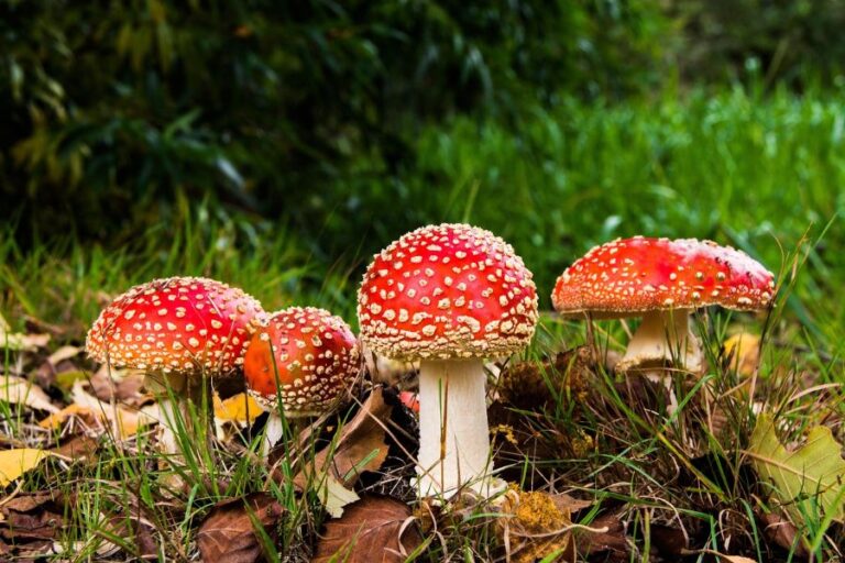 Muchomůrky červené jsou krasavice, ale domů na smaženici si je nevezmeme. Foto: Pixabay