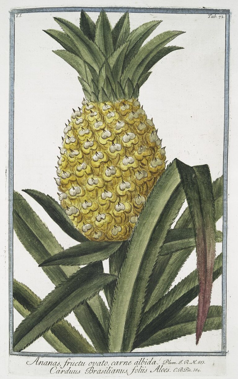 Botanické vyobrazení z roku 1772. Tehdy většina lidí může znát ovoce jen z takového obrázku.