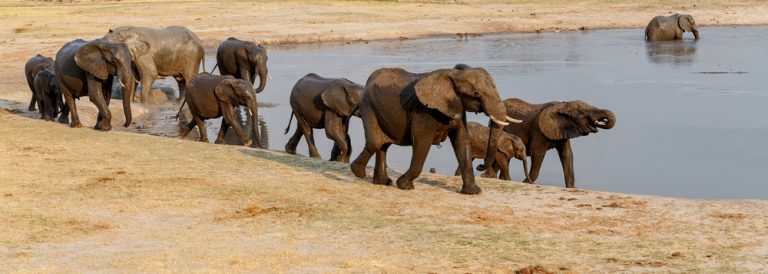 Dnešní sloni potřebují 70 až 200 litrů vody denně. U mamutů to mohlo být stejně.